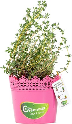 GreenadaSaksı Kekik (Thyme)