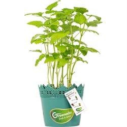 GreenadaSaksı Limon Otu Melissa (Lemon Balm)
