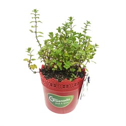 GreenadaSaksı Mercan Köşkü