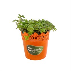 GreenadaSaksı Oregano