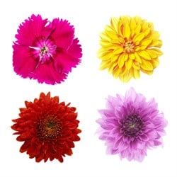 GreenadaSenfoni Paket