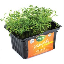 GreenadaTere Mikro Filiz (Micro Sprout Cress)