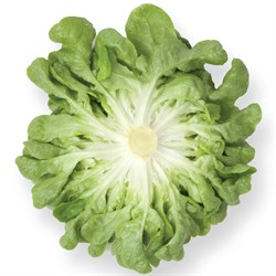 Yeşil Palamut (Bol Salat)