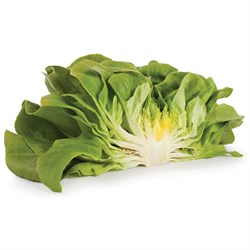 Yeşil Yağlı Marul 