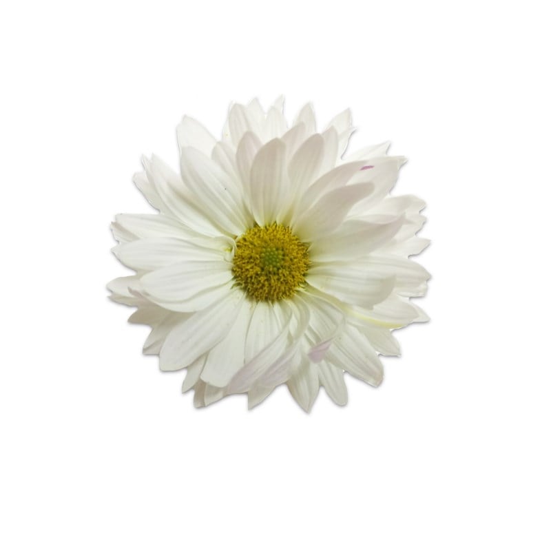 GreenadaBeyaz Kasımpatı Paket