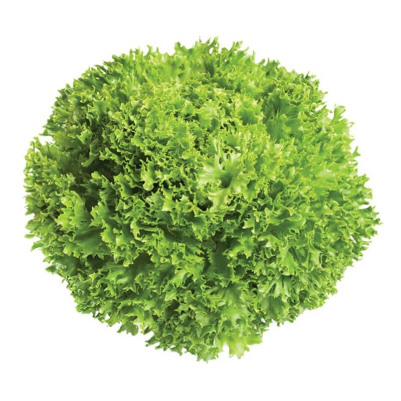 Endive