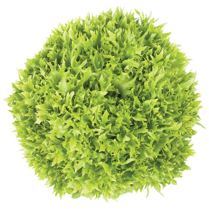 GreenadaEndivyen Yeşil (Endive)