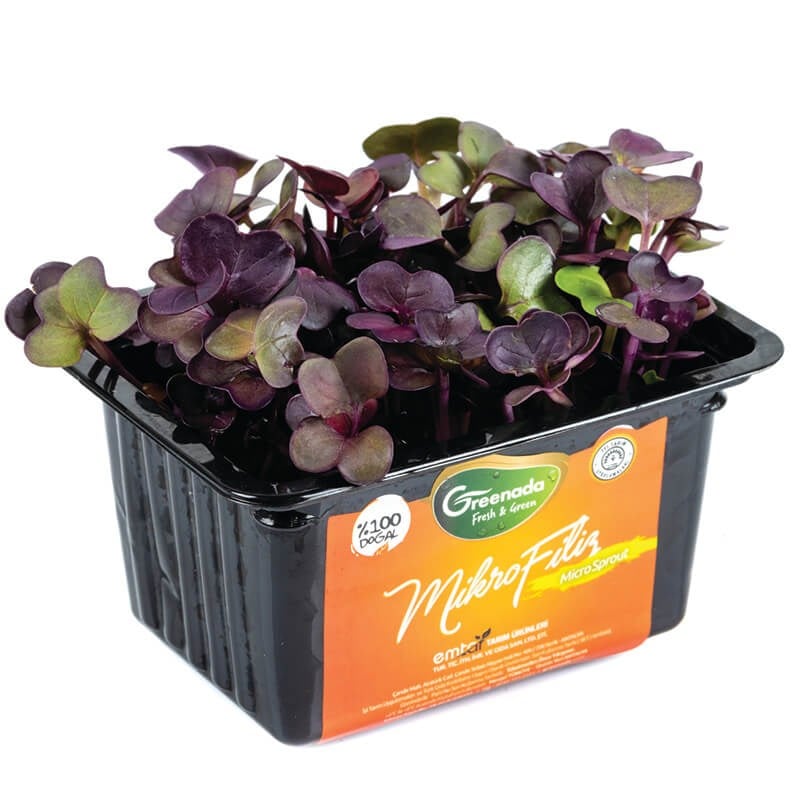 GreenadaKırmızı Turp Filizi (Radish Micro Filiz)