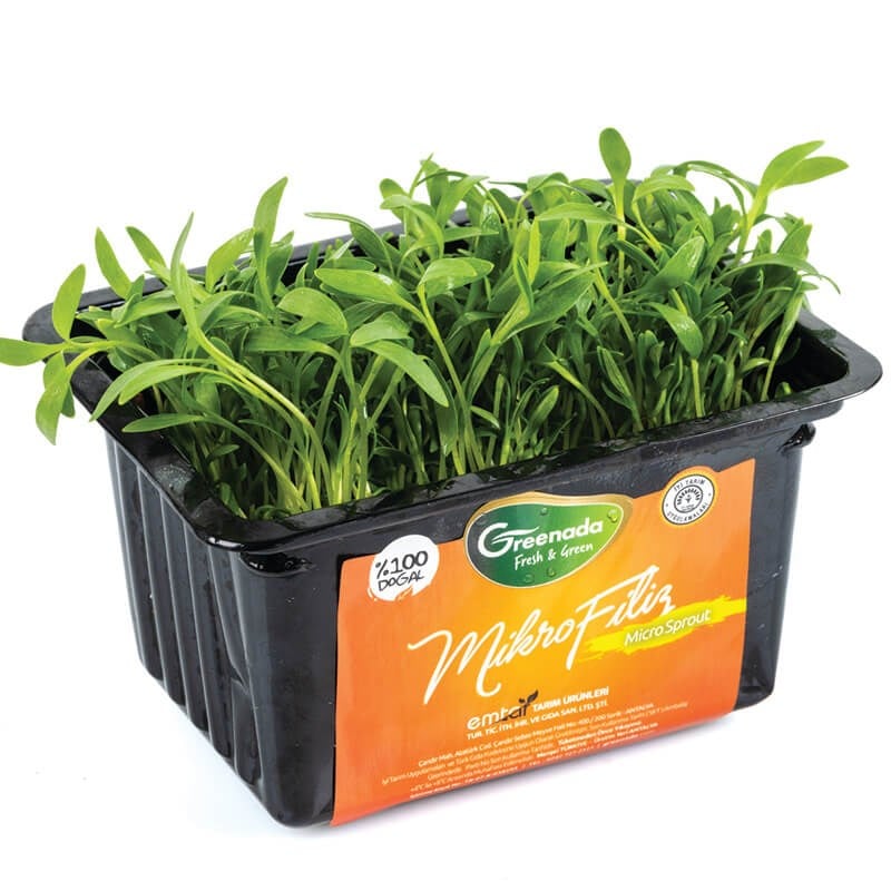 GreenadaKişniş Mikro Filiz (Coriander Sprout)
