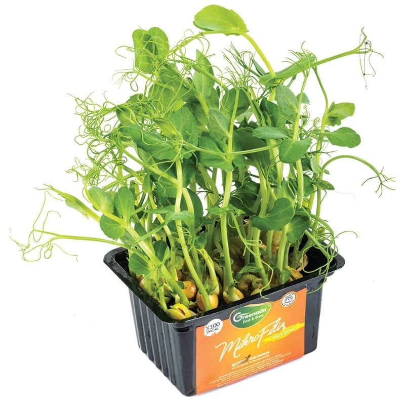 GreenadaNohut Mikro Filizi