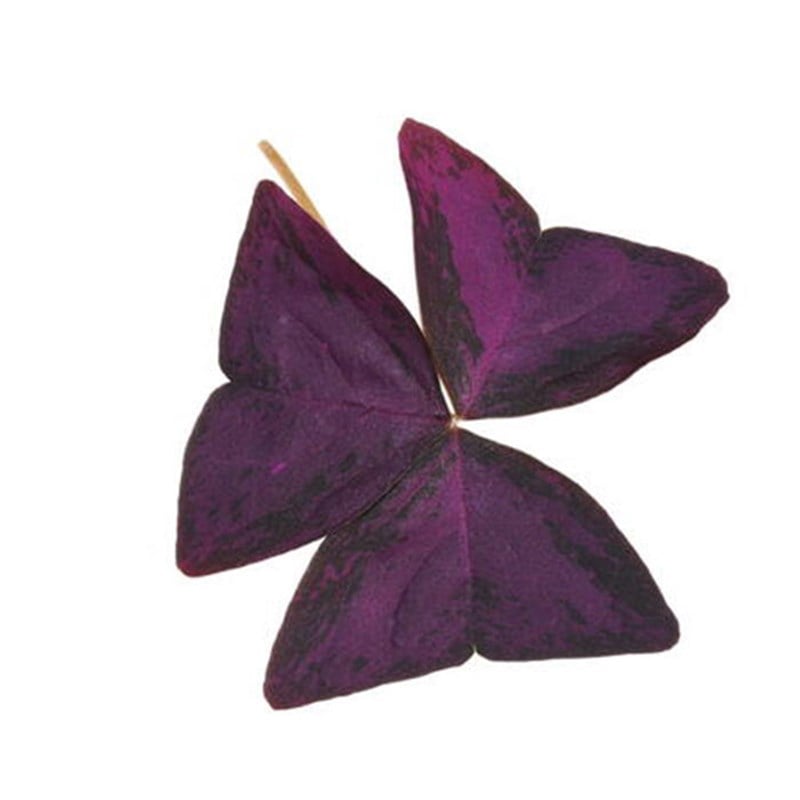 GreenadaOxalis Yaprağı