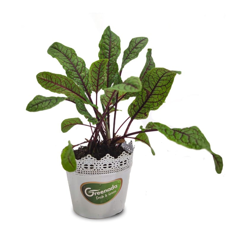 GreenadaSaksı Kırmızı Kuzu Kulağı