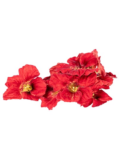 GreenadaKırmızı Latin Çiçeği Paket
