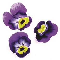 GreenadaMenekşe Mor (Purple Violet)