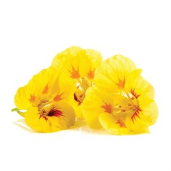 GreenadaSarı Latin Çiçeği (Latin Flower Yellow)
