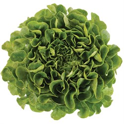 GreenadaYeşil Palamut (Bol Salat) - (Green Oak Leaf)