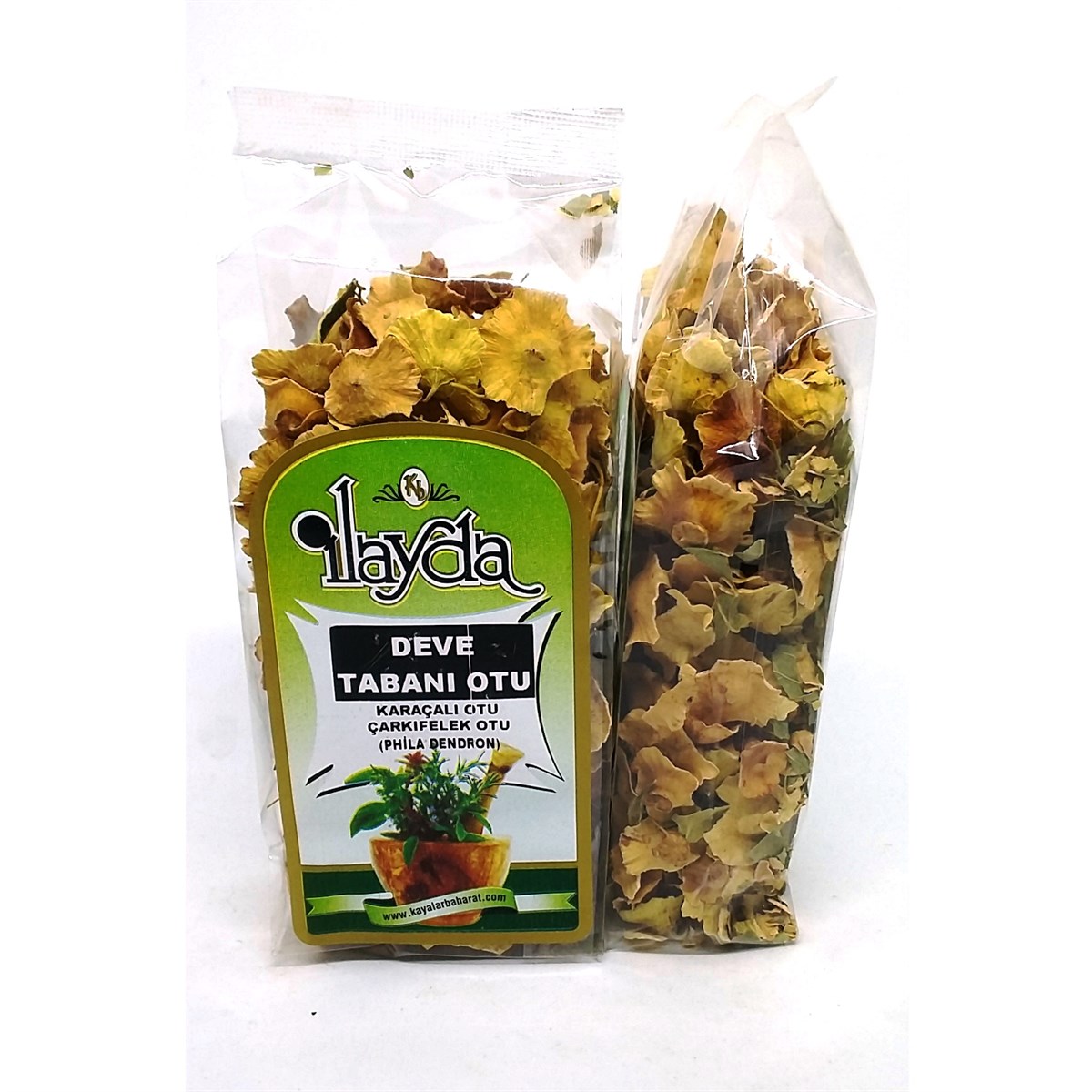 İlayda Deve Tabanı Otu (Phila Dendron)