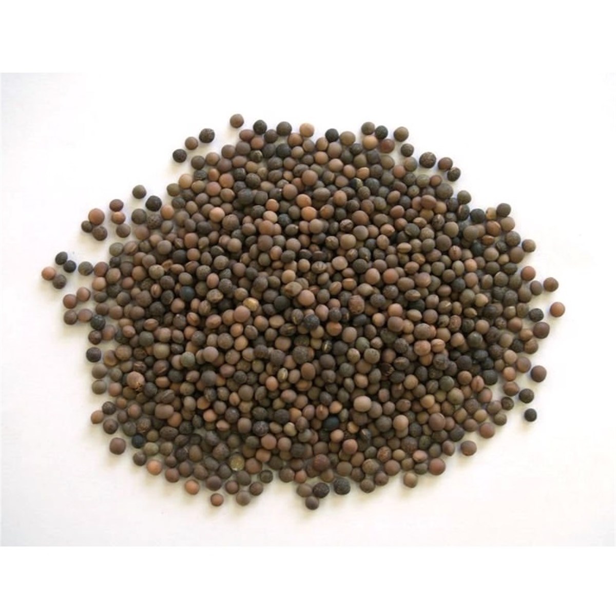 Burçak Tohumu (Vetch Seeds)