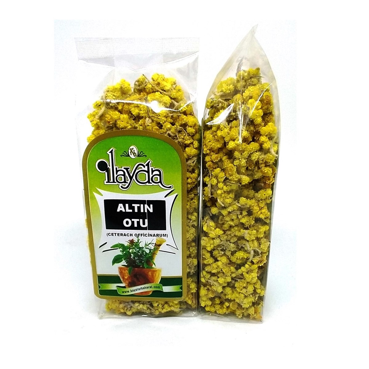 İlayda Altın Otu (Ceterach Officinalis)