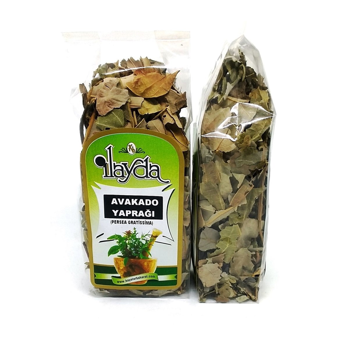 İlayda Avokado Yaprağı (Persea Gratissima)