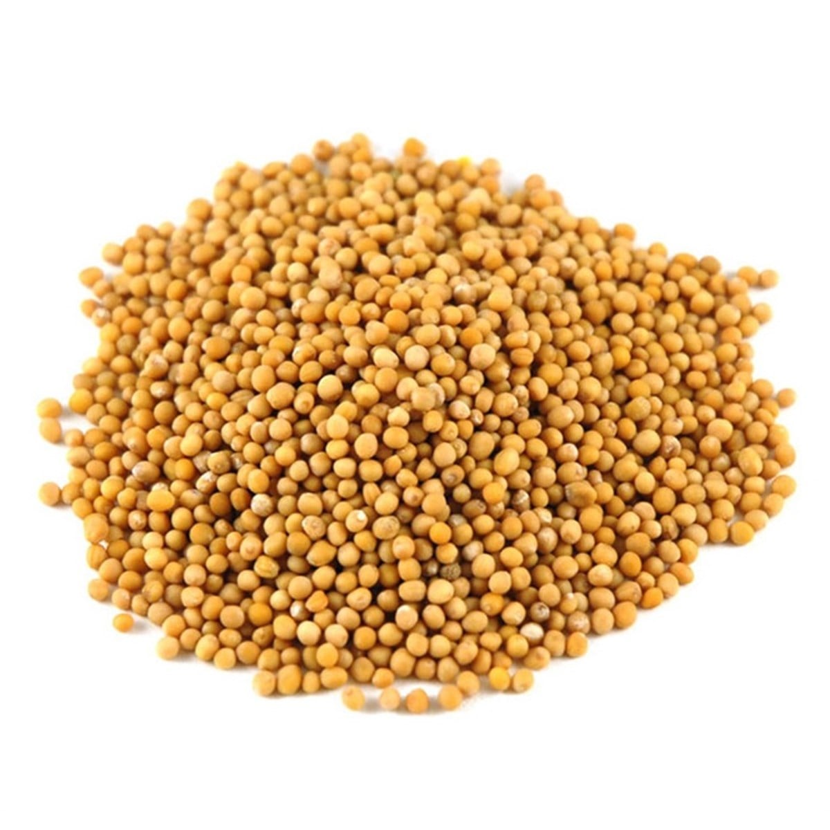 Sarı Hardal Tohumu (Yellow Mustard Seeds)