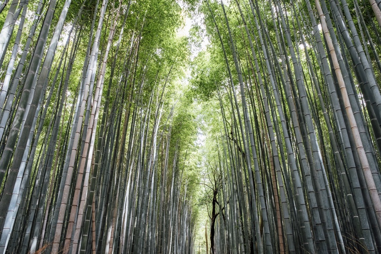 Bambu Kumaş Nedir?