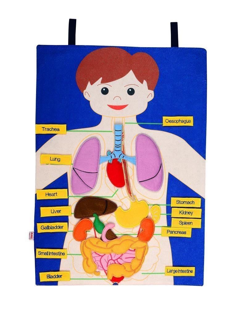 Tablero del cuerpo humano de fieltro con pegatinas de velcro (Inglés)