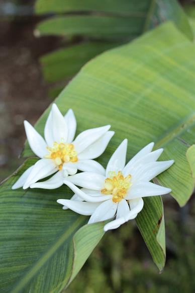 Krem Çiçekli Büyük Küpe