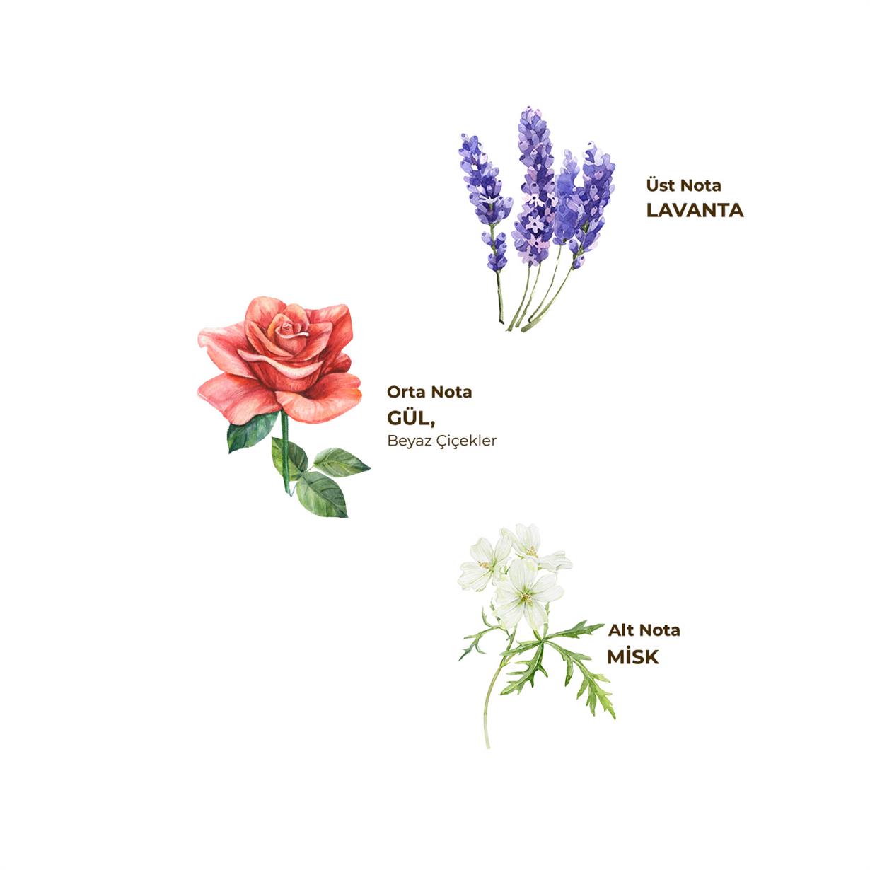 Lavanta Kolonyası  200 ml - Cam Şişe