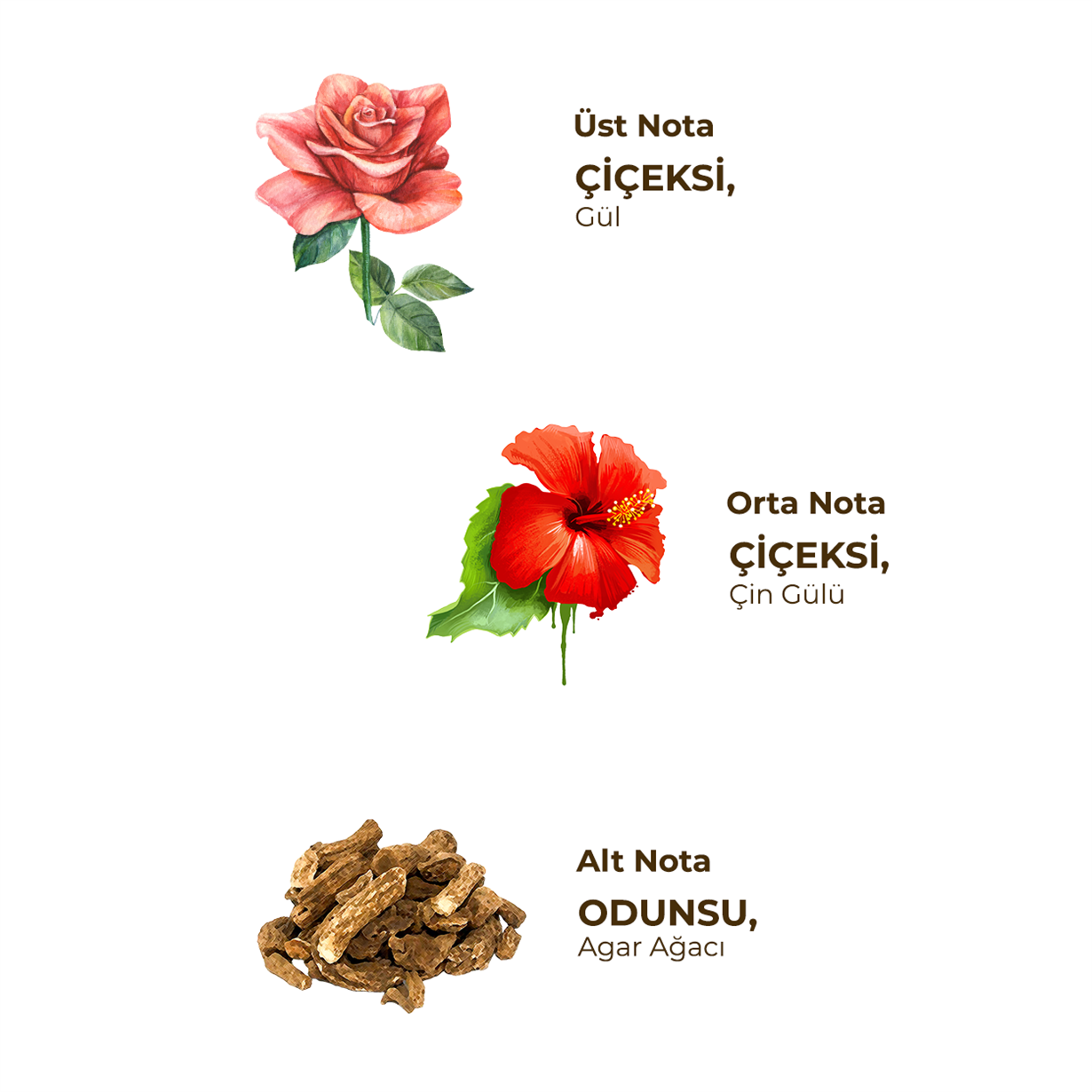 Montqueen Oud Parfümlü Kolonya 100 ml - Cam Şişe