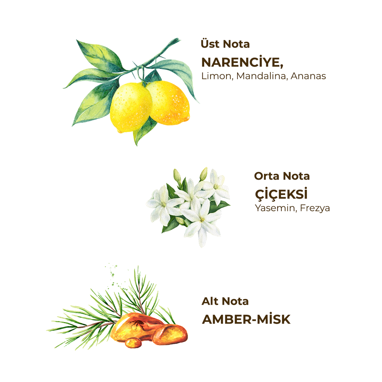 Paina 300 ml Eau De Cologne - Pet Şişe