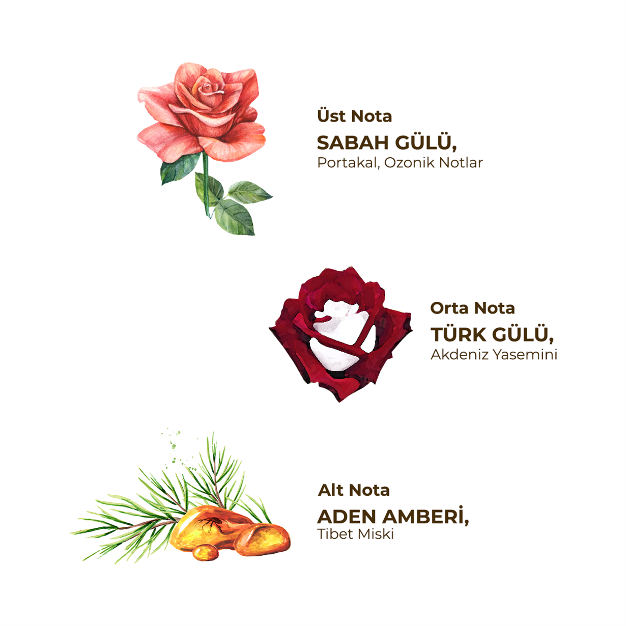 Rose Oud Kolonyası 185 ml - Cam Şişe