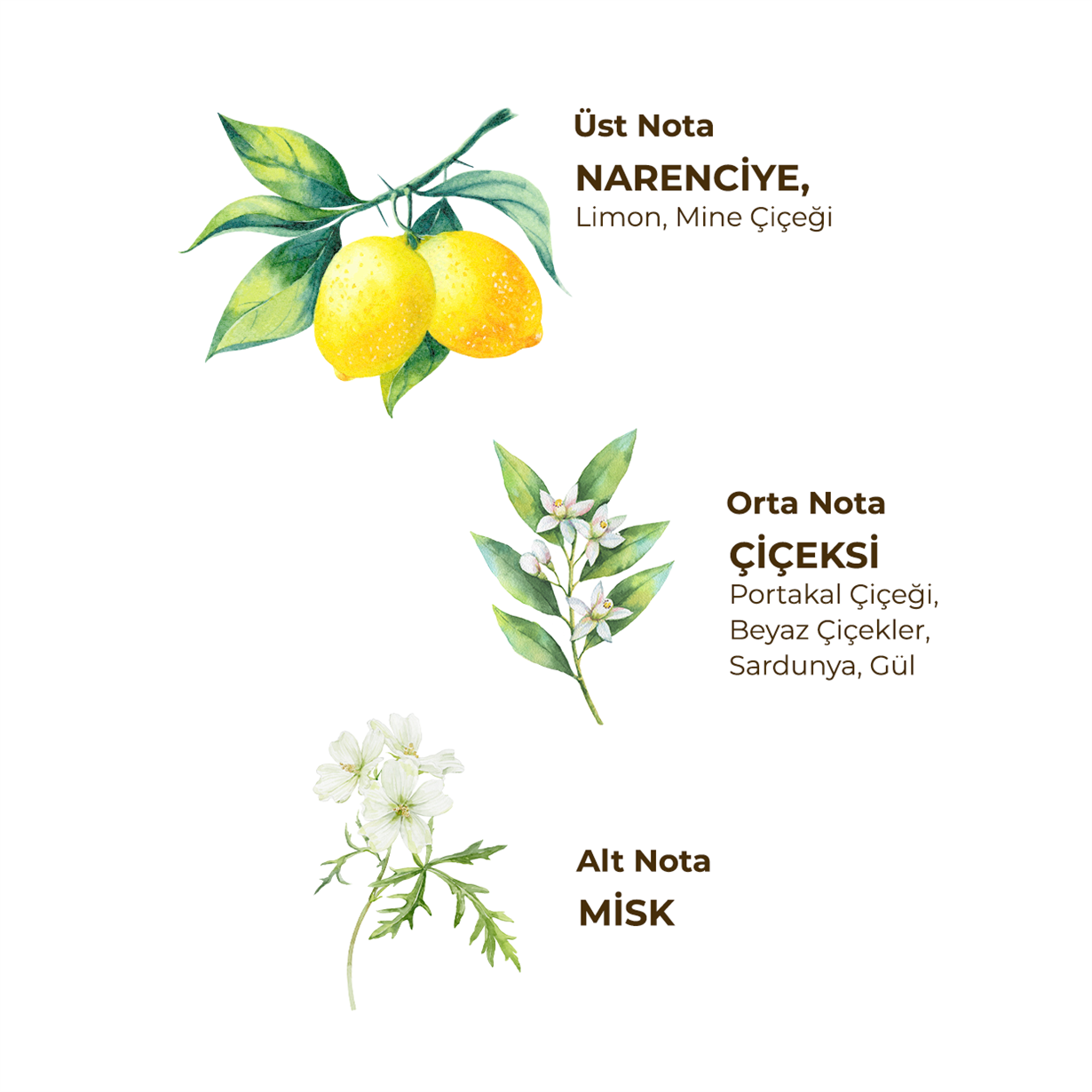 Verbena Citrus Eau De Toilette 150 ml