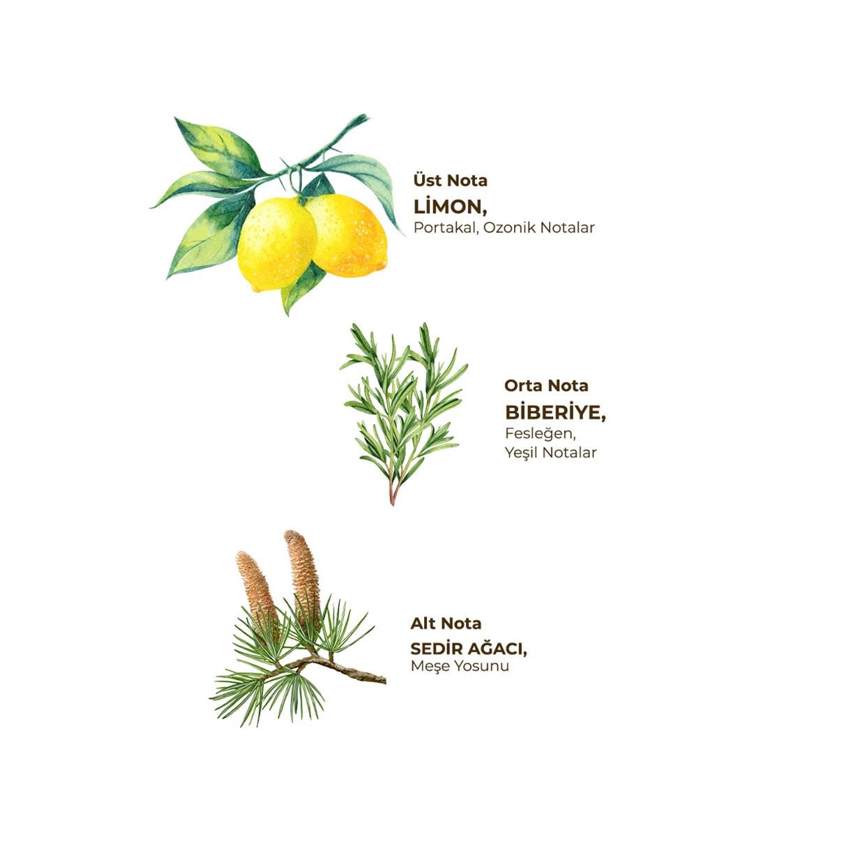 Yağmur Ormanları 150 ml Sprey Kolonya - Pet Şişe