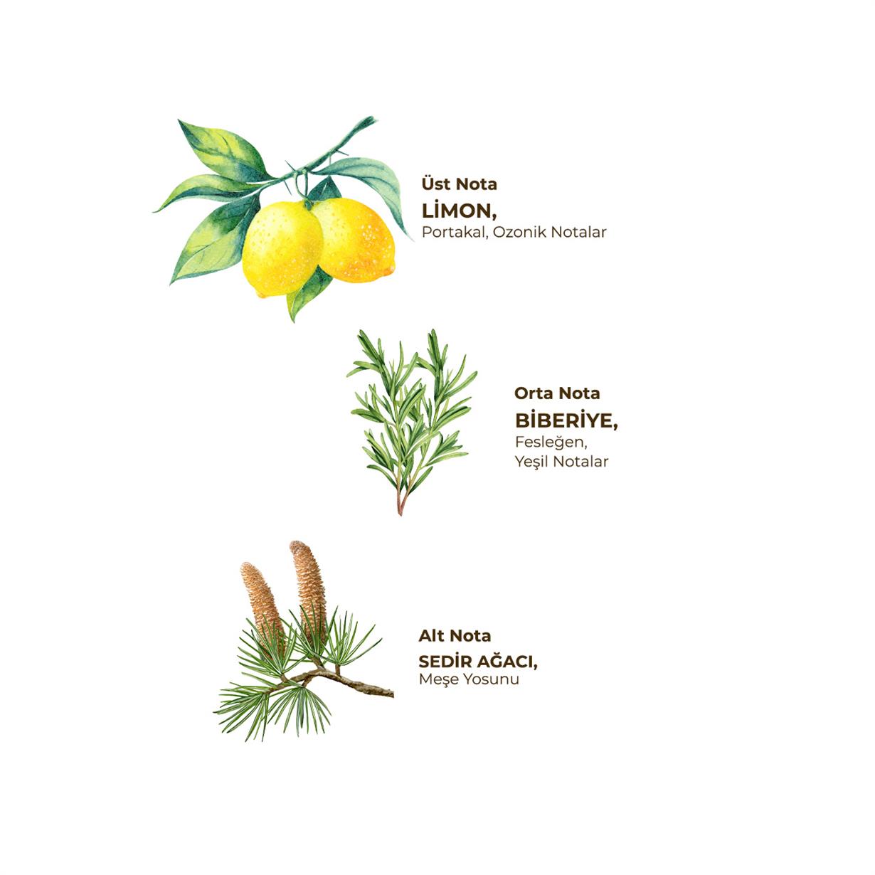 Yağmur Ormanları Kolonyası 200 ml  - Cam Şişe