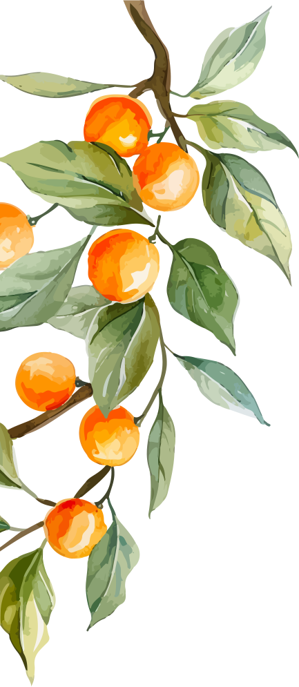 mandalina
