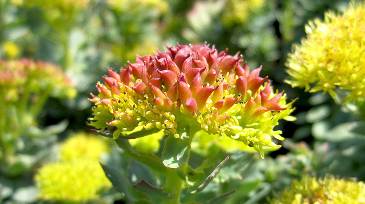 Rhodiola Root Nedir? Yararları Nelerdir?