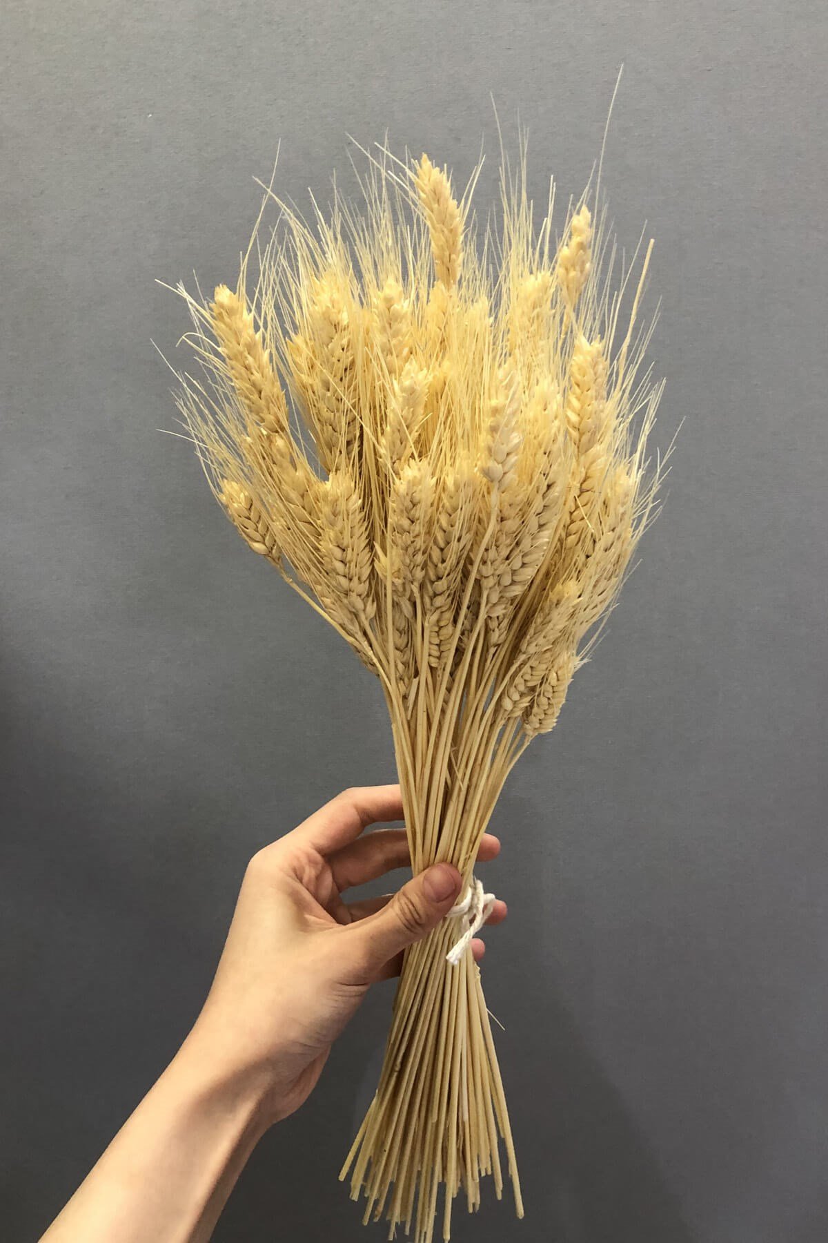 Natural Color Wheat Dried Flower