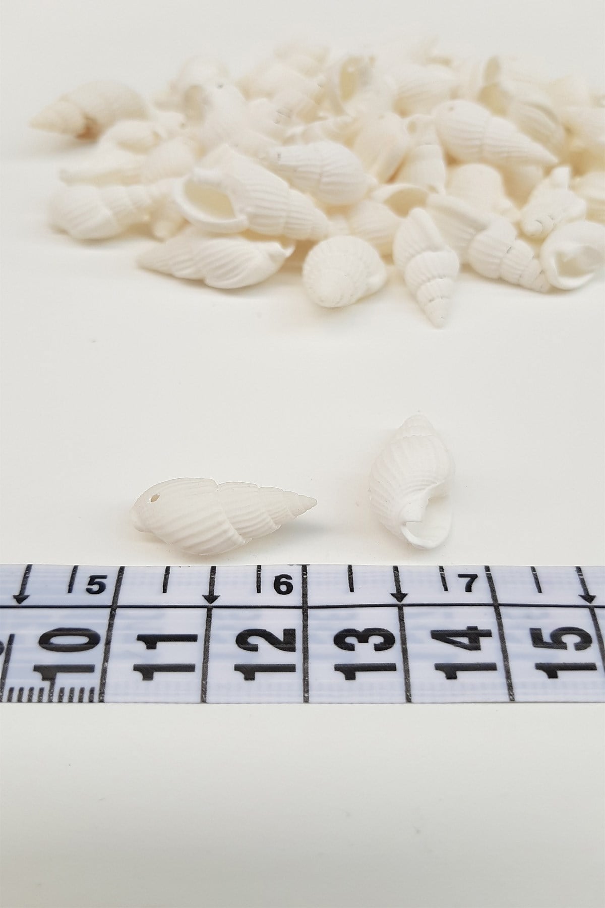 White Oyster Seashell