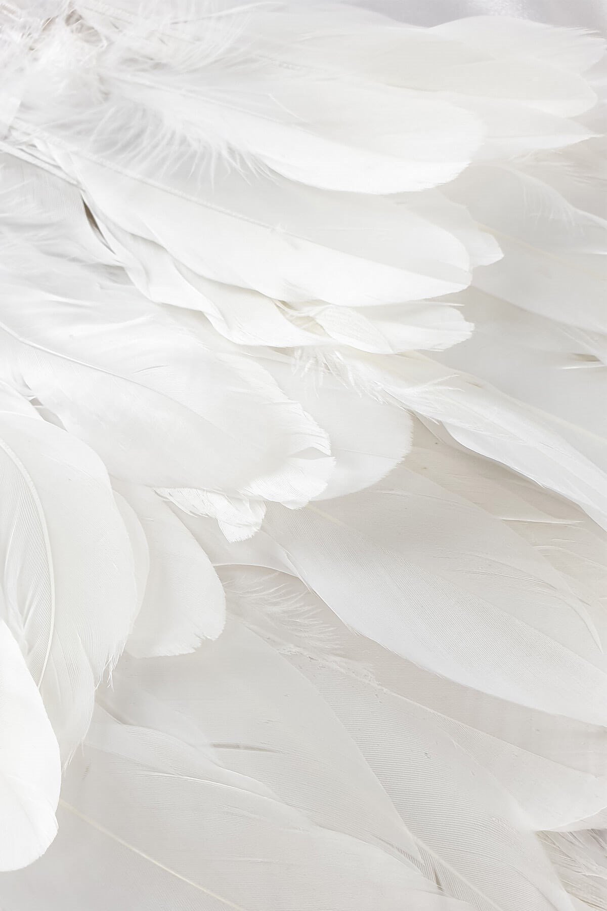 ريشة النسر الأبيض