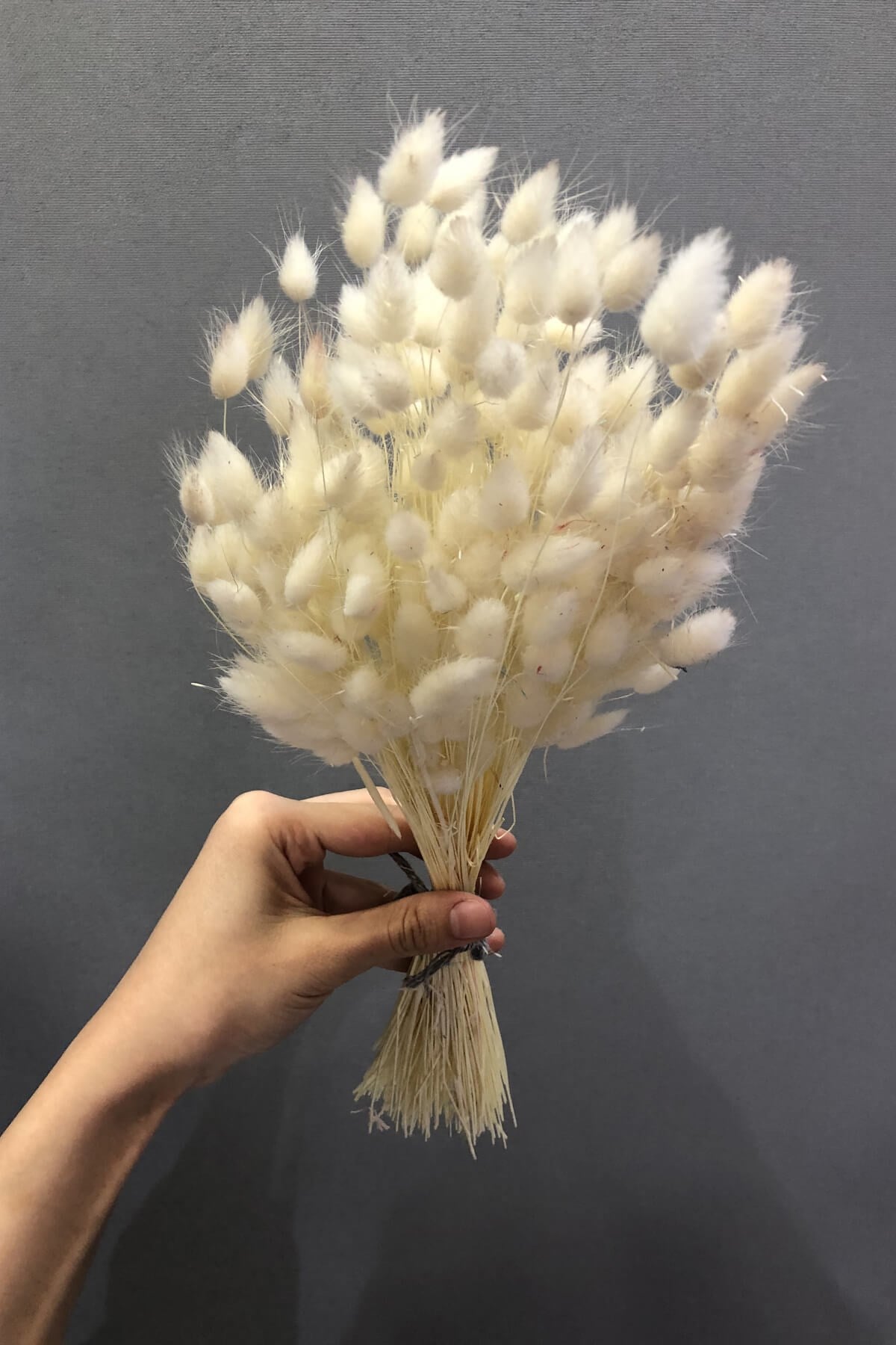 Cream Cotton Grass Dried Flower