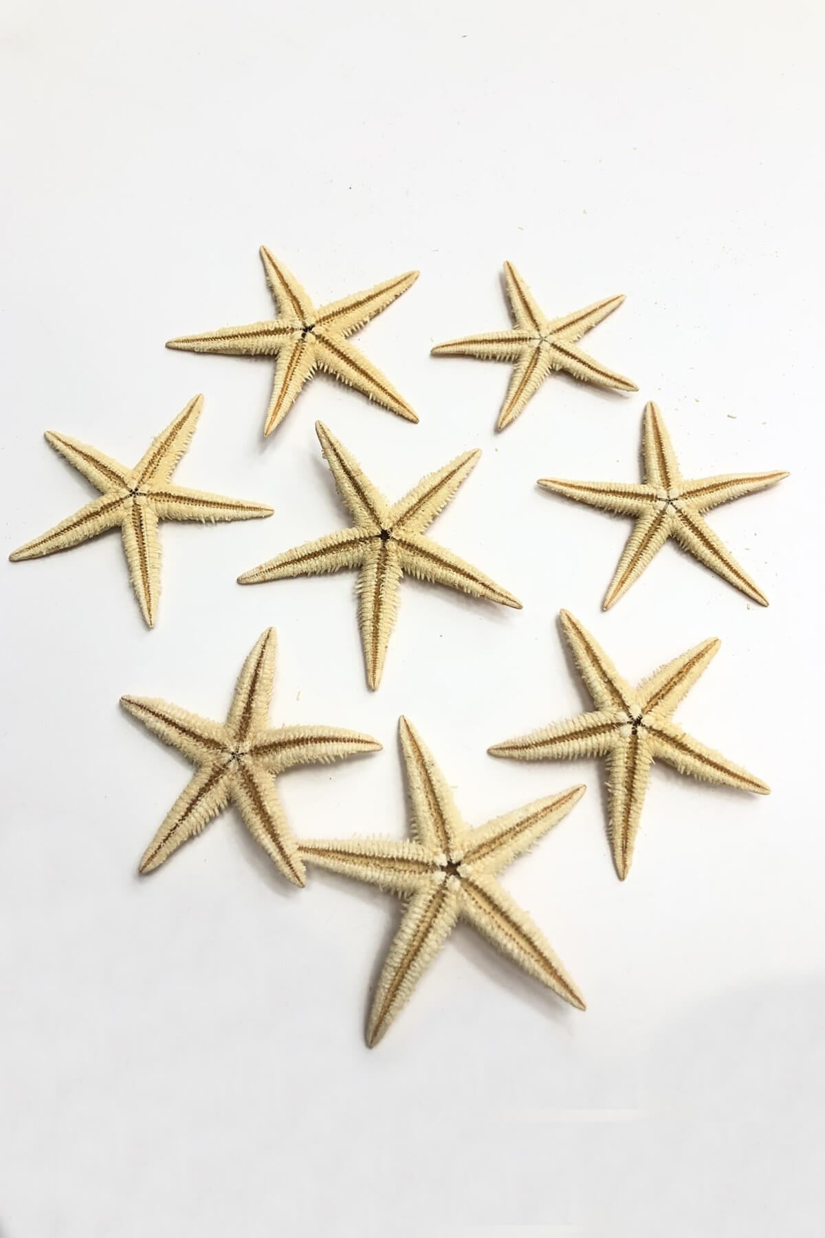 Starfish 7 cm