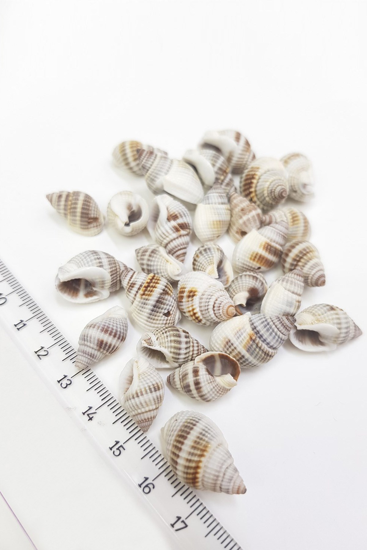 Natural Colored Oyster Seashell