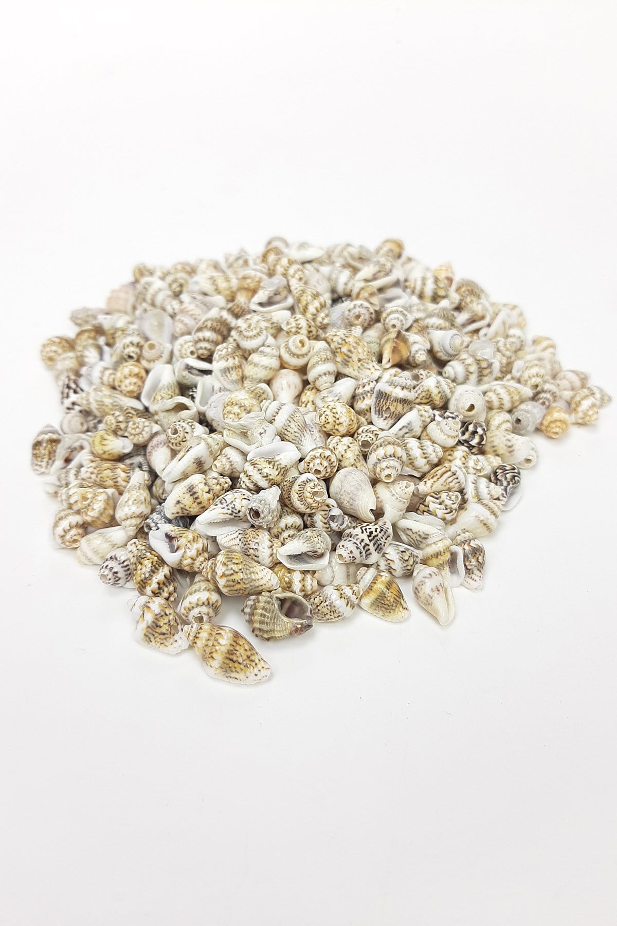 Coffee Cream Oyster Seashell