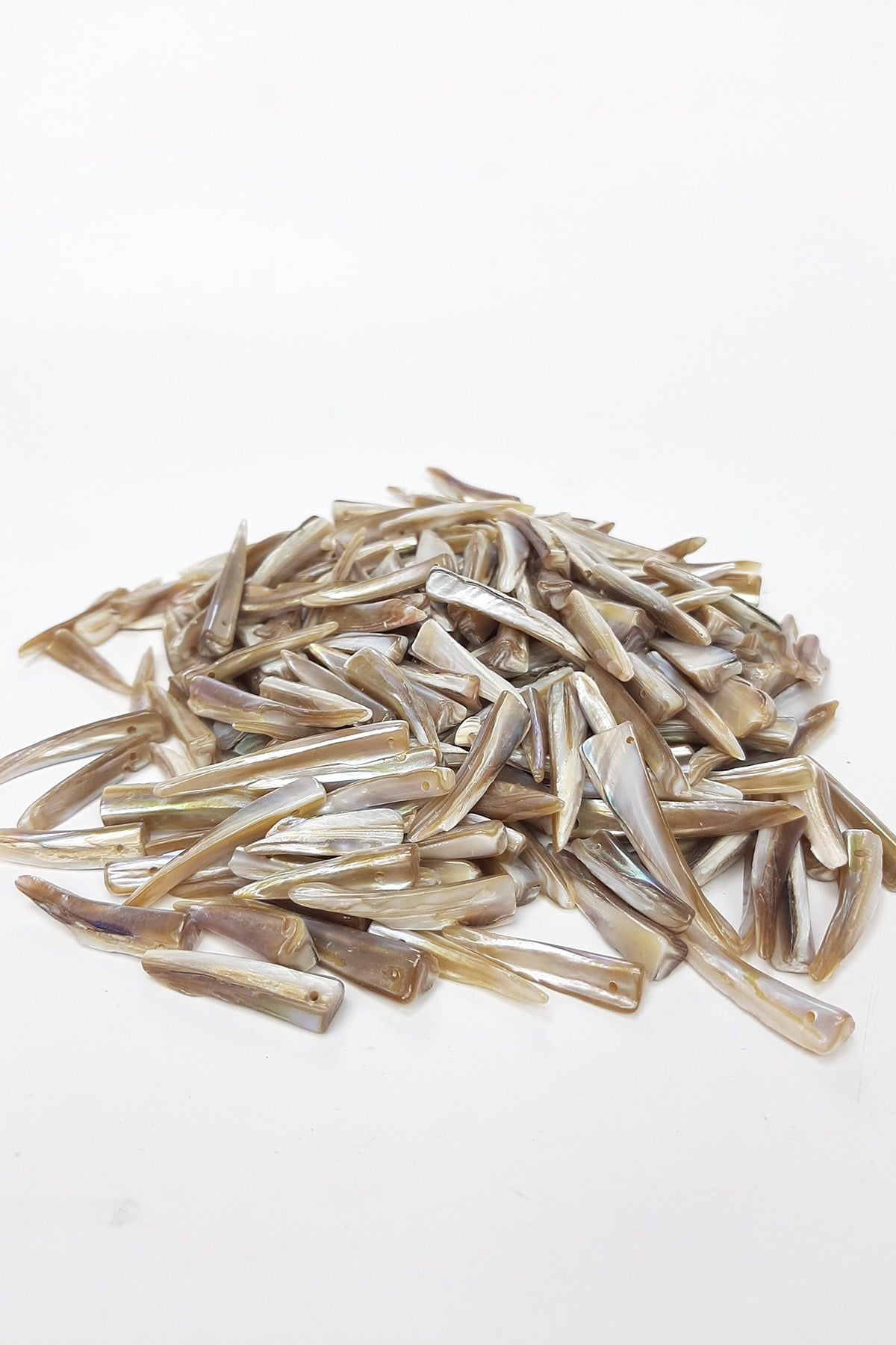 Brown Sword Pattern Sea Shell
