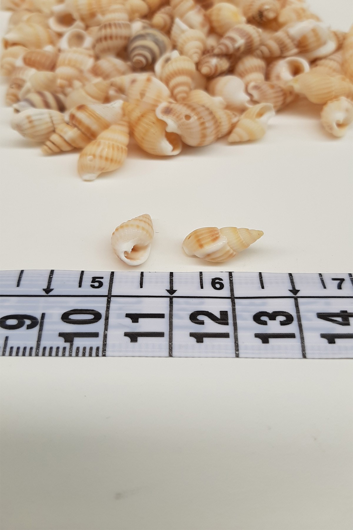 Krem İstiridye Deniz Kabuğu