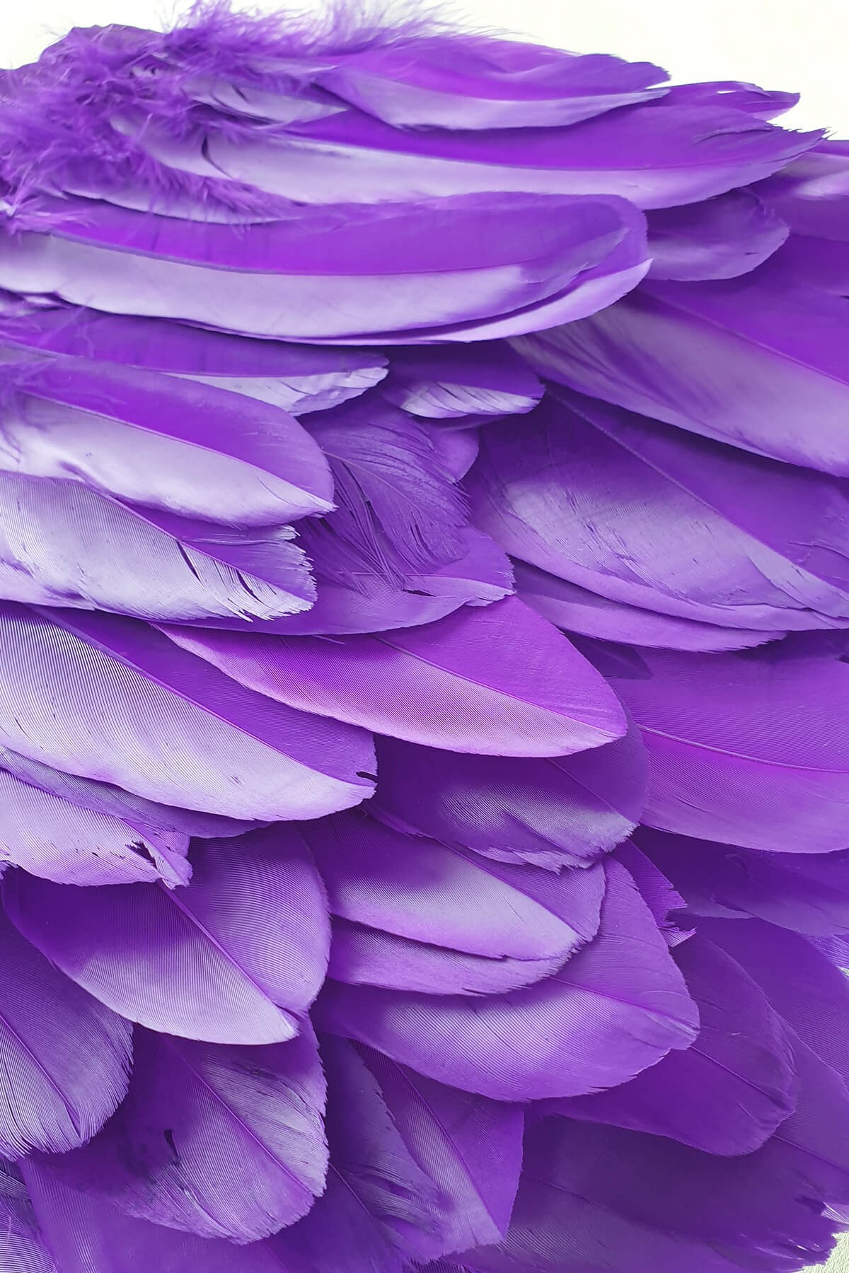 Purple Eagle Feather