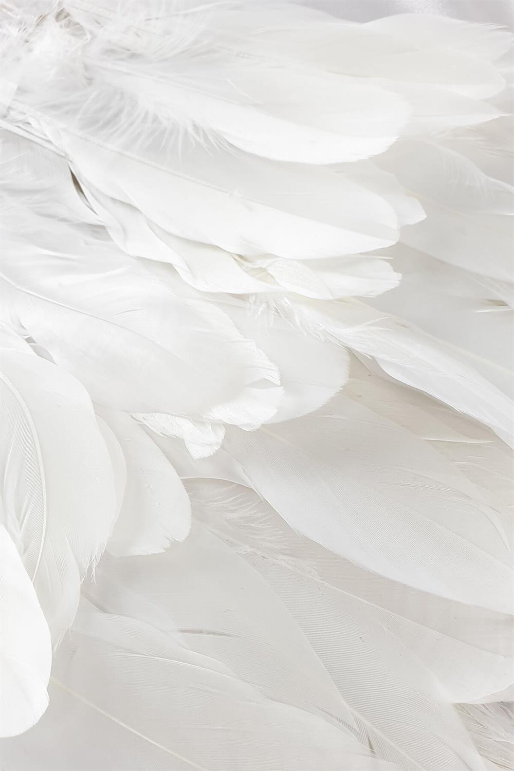 الجملة ريشة النسر الأبيض