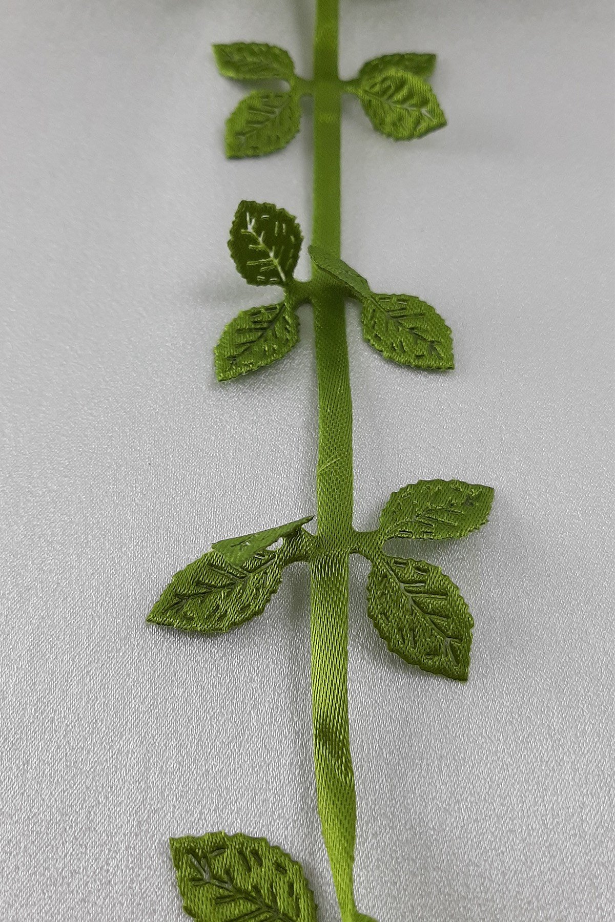 الشريط الأخضر ذو الأوراق المزدوجة