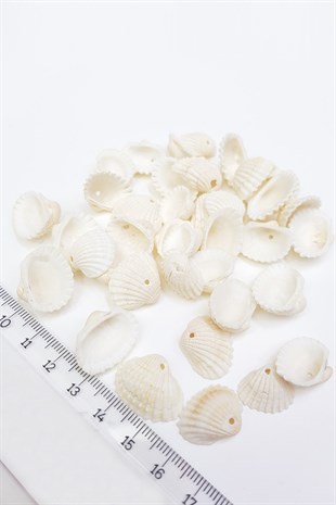 White Mussel Shell